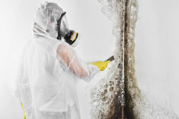 Mold Testing and Removal in Palmer Ranch, FL