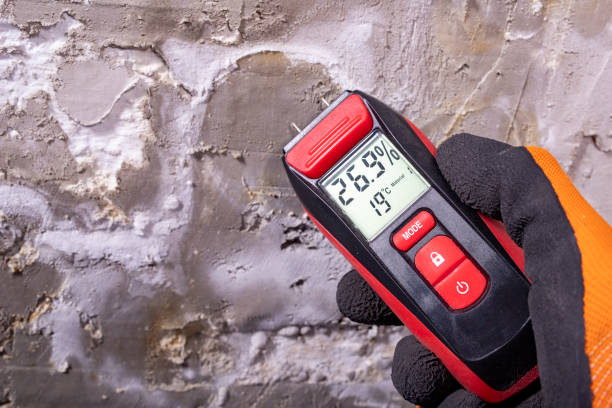 Best Mold Damage Repair  in Palmer Ranch, FL